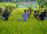 Gus Ipin Promosikan Demplot Sawah Trenggalek Hemat Air
