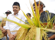 Padi Organik Katobilan di Trenggalek Bebas Hama