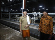 Investasi Sapi Perah di Trenggalek