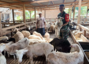 Ini Rahasia Ternak Domba Milik Prajurit TNI Trenggalek