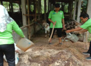 Cara Membuat Pupuk Organik Dari Bahan Kotoran Kambing