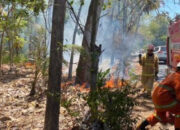 Diduga Akibat Puntung Rokok, Lahan Bambu di Trenggalek Terbakar