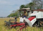 Dibanding Kebutuhan, Cadangan Pangan Pemerintah Masih Sangat Kecil
