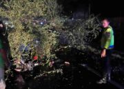 Pengendara Motor di Trenggalek Meninggal Tertimpa Pohon Tumbang Saat Hujan