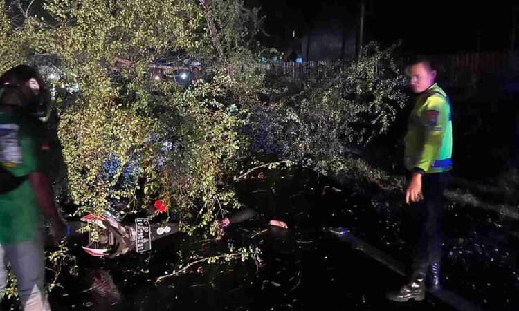 Pengendara Motor di Trenggalek Meninggal Tertimpa Pohon Tumbang Saat Hujan