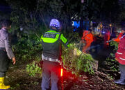 Kembali Terjadi Pohon Tumbang Timpa Penggunaan Jalan di Trenggalek