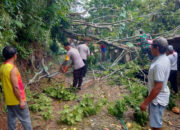 Rumah Warga Salamwates Rusak Tertimpa Pohon Tumbang