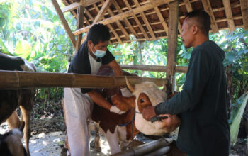 Di Trenggalek 10 Sapi Mati Akibat Wabah PMK, Lalu Lintas Ternak dan Pasar Hewan Tak Ditutup