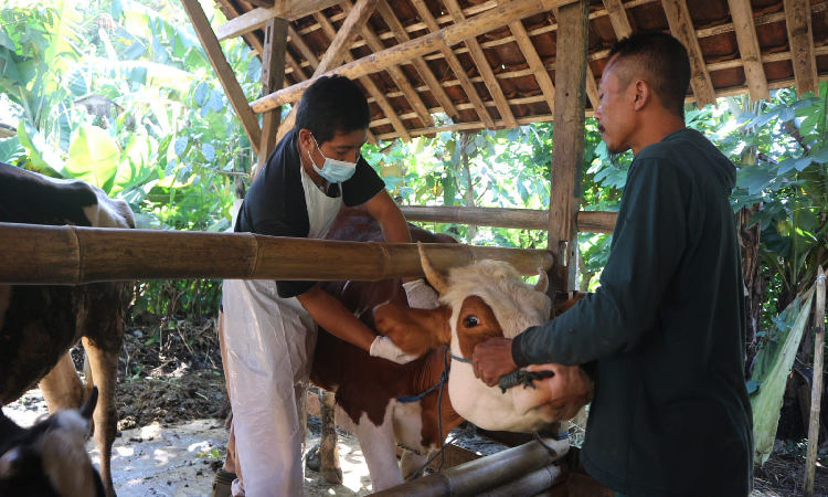 Di Trenggalek 10 Sapi Mati Akibat Wabah PMK, Lalu Lintas Ternak dan Pasar Hewan Tak Ditutup