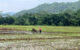 Pengolahan sawah sebelum penanaman padi.
