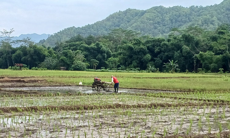 Pengolahan sawah sebelum penanaman padi.