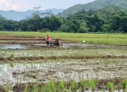 Kemarau Basah Sebabkan 29 Hektar Sawah di Trenggalek Alami Puso