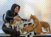 Apa Kucing Bisa Bicara ?