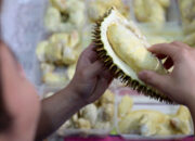 Hutan Durian Terbesar Asia Tenggara Ada di Trenggalek, Rumah Durian Ripto yang Mendunia