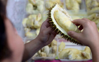 Hutan Durian Terbesar Asia Tenggara Ada di Trenggalek, Rumah Durian Ripto yang Mendunia