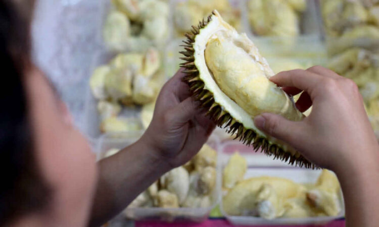 Hutan Durian Terbesar Asia Tenggara Ada di Trenggalek, Rumah Durian Ripto yang Mendunia