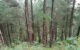 Hutan Trenggalek