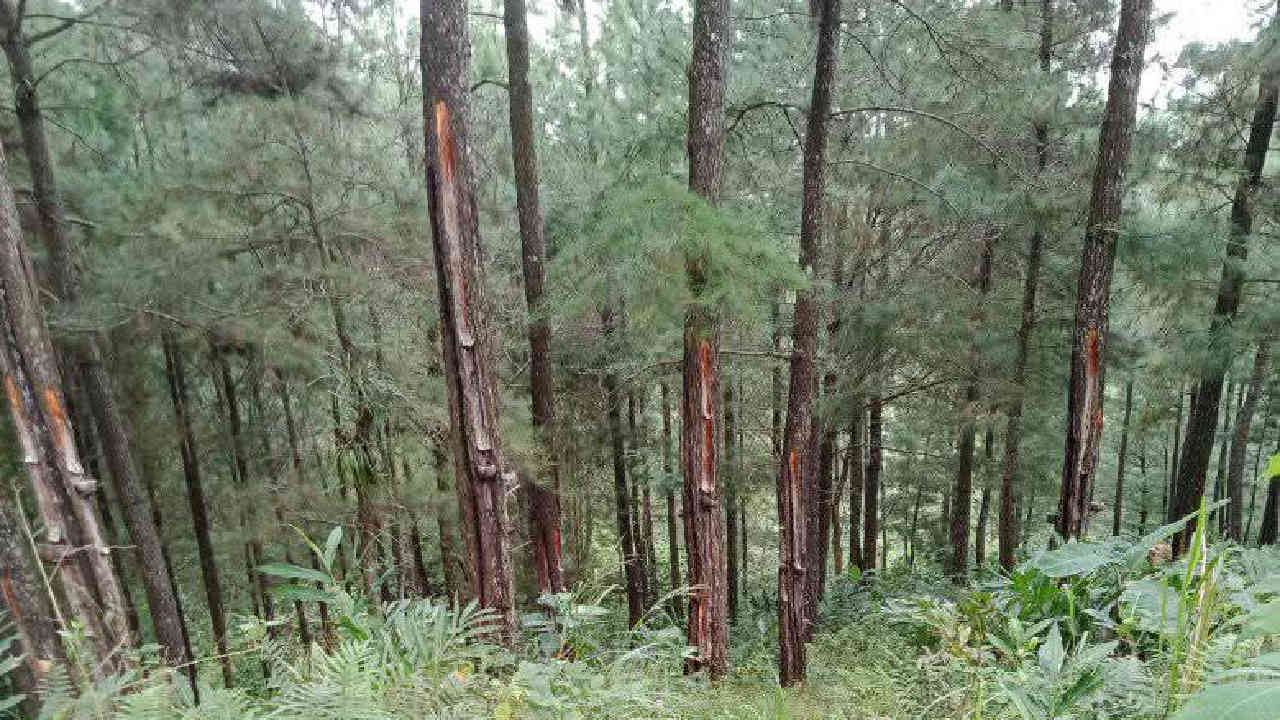 Hutan Trenggalek