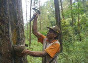 Trenggalek Miliki 62.688 Hektar Kawasan Hutan, Pinus Jadi Komoditas Unggulan