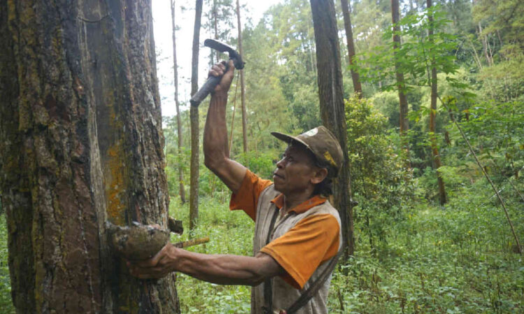 Trenggalek Miliki 62.688 Hektar Kawasan Hutan, Pinus Jadi Komoditas Unggulan