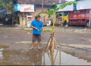 Warga Wonoanti Tanam Pohon Pisang di Jalan Rusak Sebagai Bentuk Protes