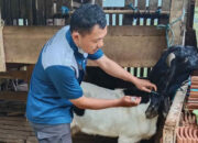 Trenggalek Terima 21.750 Dosis Vaksin PMK, Kambing dan Domba Jadi Sasaran