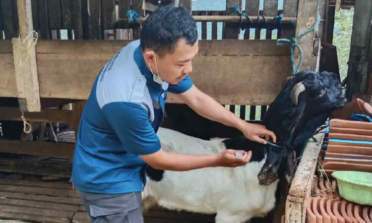 Trenggalek Terima 21.750 Dosis Vaksin PMK, Kambing dan Domba Jadi Sasaran