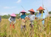 Gabah Petani Tak Boleh Dibeli di Bawah Rp 6.500 per Kg