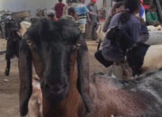 Pasar Hewan Trenggalek Kembali Dibuka Khusus Kambing dan Domba