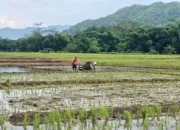 Tingginya Hujan di Trenggalek Dongkrak Serapan Pupuk Subsidi