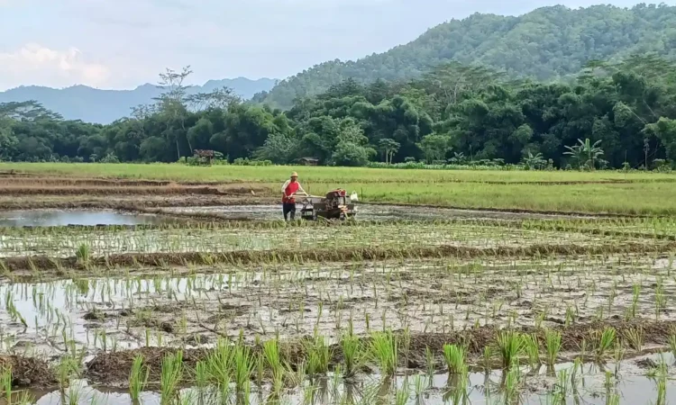 Tingginya Hujan di Trenggalek Dongkrak Serapan Pupuk Subsidi