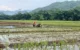 Pupuk subsidi di Trenggalek