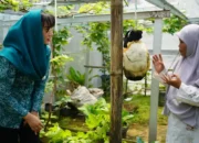 Mengintip Usaha Ketua TP PKK Trenggalek Dorong Kemandirian Pangan