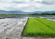 Trenggalek Targetkan Produksi Padi 160 Ribu Ton pada 2025