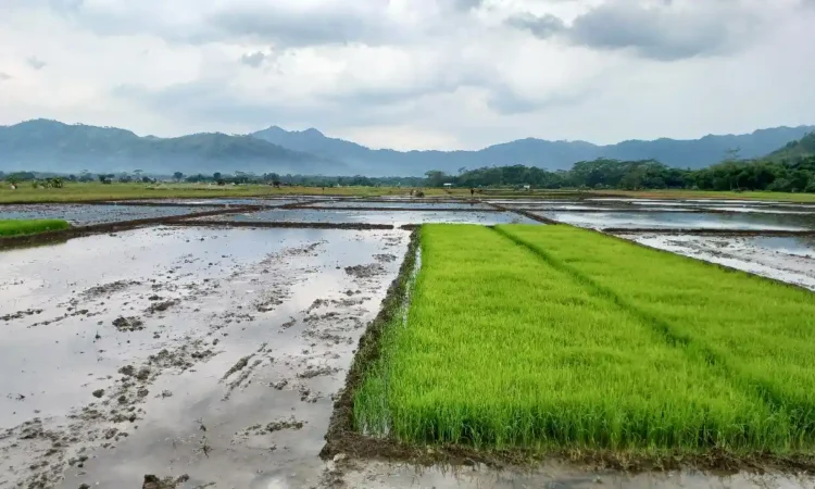 Trenggalek Targetkan Produksi Padi 160 Ribu Ton pada 2025