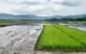 Lahan sawah di Trenggalek