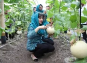 Pertanian Melon di Trenggalek Masuk Pasar Modern, Hasilkan 2 Ton Sekali Panen