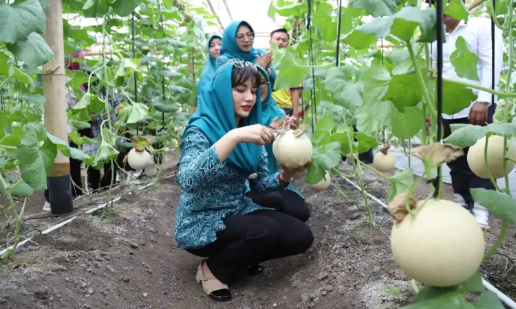 Pertanian Melon di Trenggalek Masuk Pasar Modern, Hasilkan 2 Ton Sekali Panen