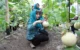Petani Melon milenial Trenggalek