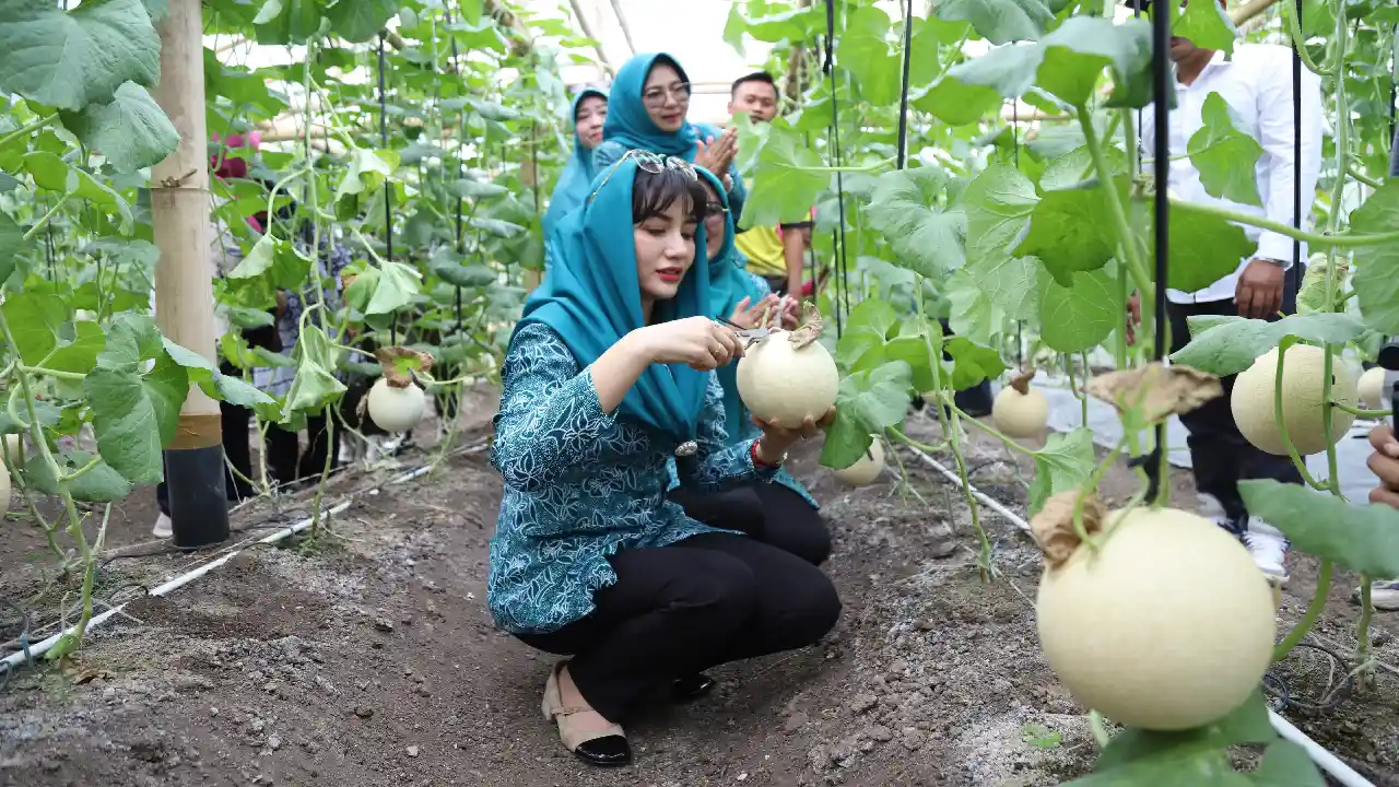 Petani Melon milenial Trenggalek