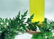 Ramuan Selikir, Seledri dan Kenikir Solusi Alami Penderita Asam Urat