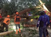 Pohon Tumbang di Jalur Trenggalek – Ponorogo Sempat Tutup Akses Jalan Nasional