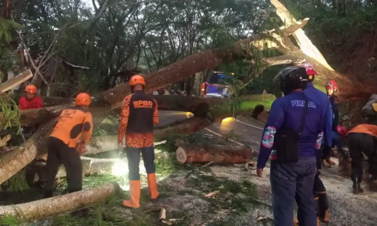 Pohon Tumbang di Jalur Trenggalek – Ponorogo Sempat Tutup Akses Jalan Nasional