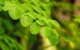 Manfaat daun kelor