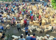 Dinas Peternakan Trenggalek Siapkan Tim Pemeriksa Hewan Kurban