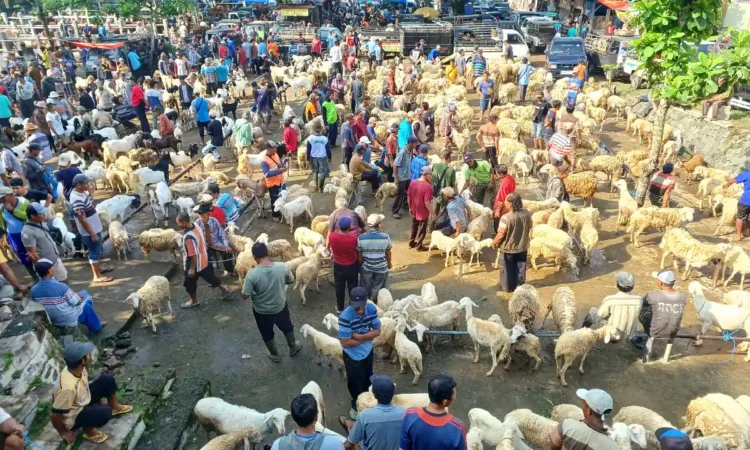 Dinas Peternakan Trenggalek Siapkan Tim Pemeriksa Hewan Kurban