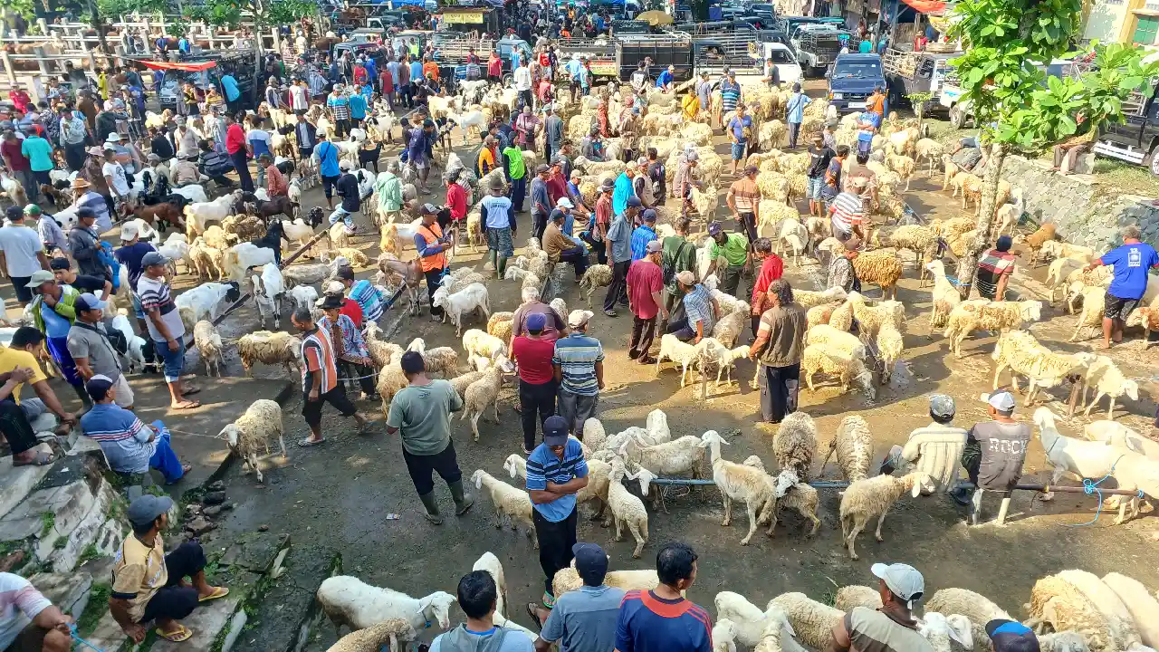 Hewan Kurban Trenggalek