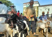 Jelang Idul Adha, Trenggalek Perketat Pengiriman Hewan Kurban
