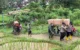 Korban Longsor Trenggalek
