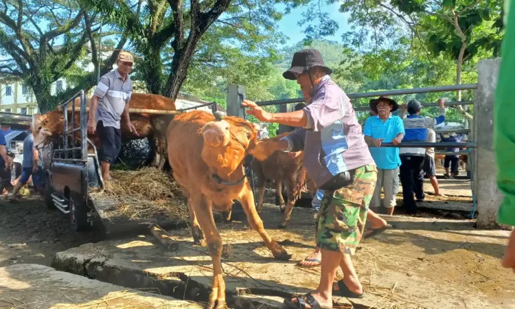 Minat Pembeli Hewan Kurban di Trenggalek Turun, Stok Alami Surplus